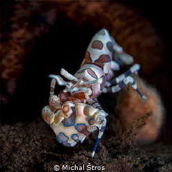 Harlequin shrimp by Michal Štros 